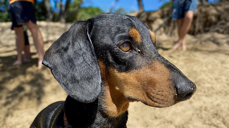 Fraser-Coast-Dogs-Spencer[900x506].jpg